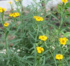 And mexico, mexican mint marigold tolerates our heat and drought. Field Feast Mexican Mint Marigold Chicken Salad Field And Feast