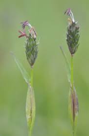 Image result for Tragus koelerioides