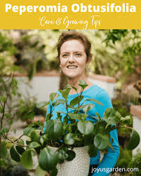 Maybe you would like to learn more about one of these? Peperomia Obtusifolia How To Grow The Easy Care Baby Rubber Plant