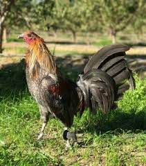 Sabung ayam adalah permainan, ajang saling adu ayam peliharaan dengan menggunakan pisau kecil pada kaki ayamnya. Ayam Peruvian Asli