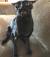 Black Oriental Shorthair For Sale