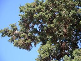 Image result for Xerophyta squarrosa