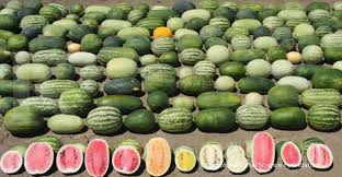 Aneka jus buah tersebut juga memiliki citarasa yang nikmat juga juga menyegarkan. Inilah 11 Buah Buahan Penurun Berat Badan Pas Dikonsumsi Jika Sedang Diet Karbo