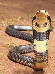 Andrew Smit Uploaded This Image To 39 Wa Forest 39 See The Album On Photobucket Snake Photos Snake King Cobra Snake