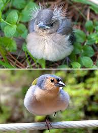 Taylor explains the best ways you can help a wild baby bird if they're found out of their nest.our video sponsors:daniel fowlerscott hartranftbruce fongalexc. 30 Birds When They Re Babies Versus All Grown Up Bored Panda