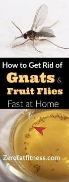 How To Get Rid Of Gnats And Fruit Flies 12 Home Remedies Http Bit Ly 2uohock Fruit Fly Spray How To Get Rid Of Gnats Fruit Flies