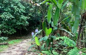 For hikers and joggers there is a paved. Hiking In Bukit Kiara The Beautiful Swarth Of Greenery