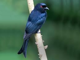 Image result for Dielsiothamnus divaricatus