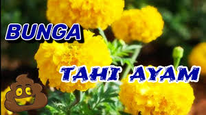 Tumbuhan ini tumbuh di kawasan berpasir dan. Bunga Tahi Ayam Yang Mempesona Marigold Banyak Manfaat Youtube