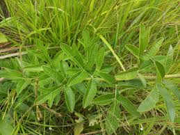 Image result for Heteromorpha involucrata