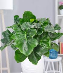 Philodendron Atom 1a Zimmerpflanzen Online Kaufen Baldur Garten In 2021 Zimmerpflanzen Philodendron Pflanzen