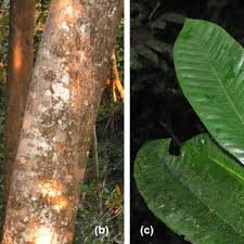 Image result for Pycnanthus angolensis