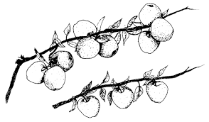 Because the genetics are so mixed up the root stock's leaves and fruit can appear to be a lemon or an orange or a grapefruit. Durham Council Of Garden Clubs Growing Home Orchards In North Carolina