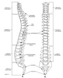 •layout max columns, column spacing,minimum row height. Labelled Diagram Of Backbone Draw A Well Labelled Diagram Of An Eukaryotic Nucleus How What Category Of Process Inputs Represents The Greatest Source Of Variability In The Process Output
