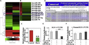 We did not find results for: Down Regulation Of Mir 301a 3p Reduces Burn Induced Vascular Endothelial Apoptosis By Potentiating Hmsc Secreted Igf 1 And Pi3k Akt Foxo3a Pathway Sciencedirect