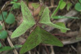 Image result for Oxalis latifolia