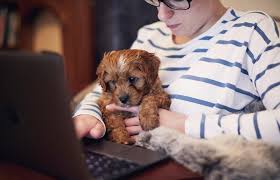 If you love fashion, consider coco for coco chanel. 53 Creative Female Dog Names Lovetoknow