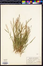 Image result for Leptochloa panicea