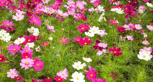 Spring is the perfect time to rejoice and enjoy the beauty of nature; Pink Cosmos Flower Blossom A Field Of Beautiful Natural Flowers Stock Photo Picture And Royalty Free Image Image 81966988