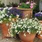 Master Gardeners: Holiday Themed Container Gardeni... event in Wesley Chapel, FL
