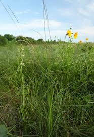 Image result for Sporobolus rigidifolius