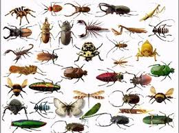 طرق مكافحة الحشرات في المنشئات الغذائية Images?q=tbn:ANd9GcTA0dheu_Cb9UVGhxLRcmnSYUFnz6r8GysnDuvjHg8uSn7j9ZbR