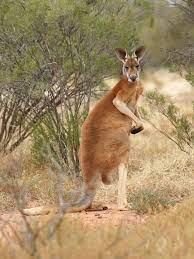 Pin On Australian Animals And Birds