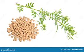 Image result for Lens culinaris