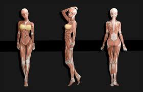 At speedy template, you can download female muscle diagram. Female Anime Anatomy By Sulfr Female Anime Female Female Torso