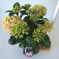 Hydrangea macrophylla you & me everbloom black steel® flamingo. Bol Com Hydrangea Macrophylla Blacksteel Flamingo Hortensia Special Hoogte 40 50cm
