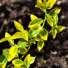 Image result for Euonymus fortunei