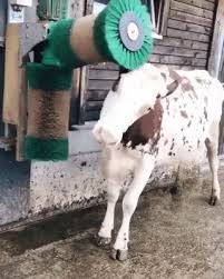 Gif When No One Wants To Play With The Cow Komik Hayvan Komik Hayvan Videolari Komik Hayvan Fotograflari