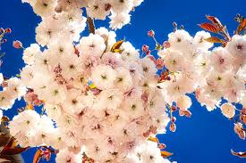 Mt Fuji Flowering Cherry Tree Large And Graceful Pure White Cherry Online Orchards