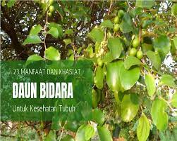 Kemudian dalam konteks seperti apa pohon ini. Khasiat Buah Bidara Yang Disebut Dalam Al Quran My Info Maya