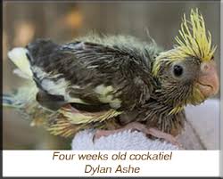 Protocols For The Hand Raising And Care Of Cockatiels