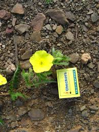 Image result for Tribulus zeyheri