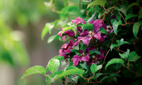 Check spelling or type a new query. 5 Simple Steps For Growing Clematis Gardening Tips With J Parker S