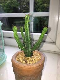 Confusion, problems concentrating, delirium, and dizziness are all possible signs of dehydration. Is My Cactus Being Under Watered Gardening Landscaping Stack Exchange