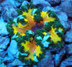 Live Coral Rainbow Rock Flower Anemone Reef Addicted Wysiwyg Rainbow Rocks Live Coral Anemone