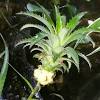 Gambir sekiranya ada masalah gatal pada kulit, cuba petua ini. Https Encrypted Tbn0 Gstatic Com Images Q Tbn And9gcshomyhmckmon95xpcu Yps6qndijrob 9 1h Hn1y Usqp Cau