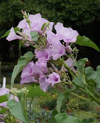 Image result for Ipomoea carnea