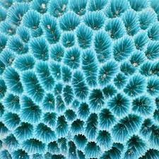 Coral decoration blue metal texture photoshop overlay. Texture Or Background Formed By The Detail Of Blue Coral Stock Photo Picture And Royalty Free Image Image 37161540