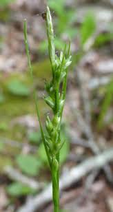 Image result for Macledium zeyheri
