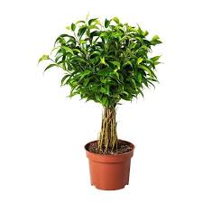 Ficus Benjamina Natasja Plante En Pot Ikea Plants Ficus Benjamina Ficus