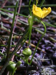 Image result for Utricularia appendiculata