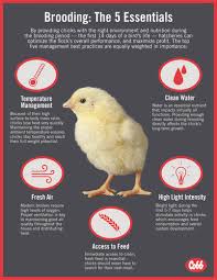 Recommended Brooding Temperatures For Commercial Poultry