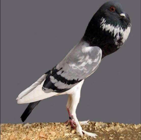 Mga resulta ng larawan para sa Pigmy Pouter fancy pigeon"