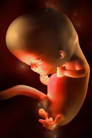 Pin On Pregnancy Baby