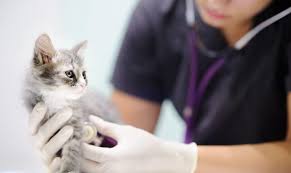How much do average veterinary x rays whether or not your cat needs sedation or general anesthesia. Feline Anesthesia Protocol Side Effects And Complications Dispomed