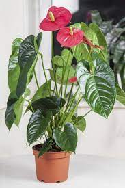 How To Repot An Anthurium Tips On Repotting Anthurium Plants Anthurium Plant Common House Plants Air Purifying House Plants